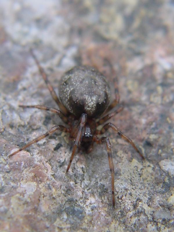 Steatoda sp.